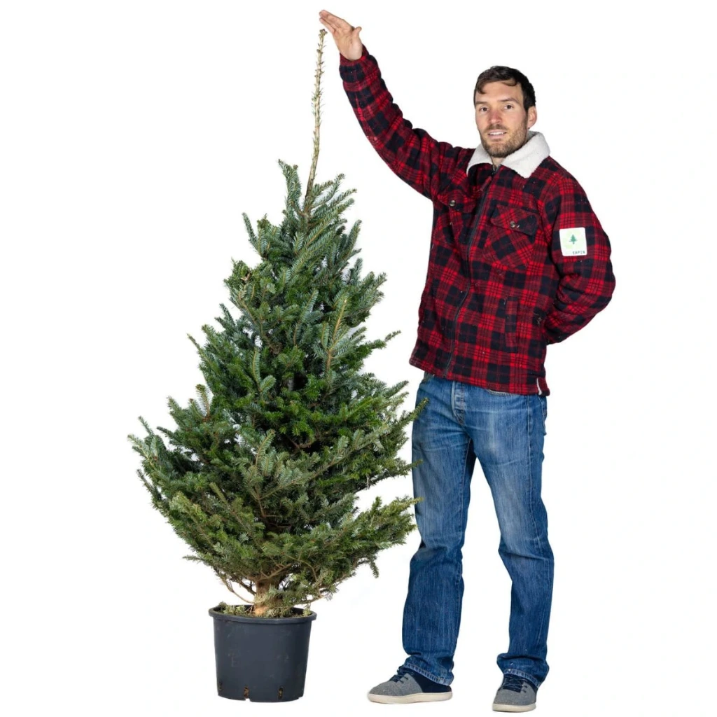 Ecosapin en pot 160-180 cm (1st choice)